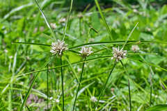 Cyperus tenerrimus