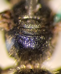 Lasioglossum interruptum