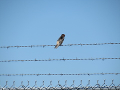 Hirundo rustica × Petrochelidon pyrrhonota
