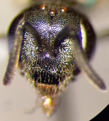 Lasioglossum interruptum