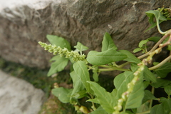 Amaranthus