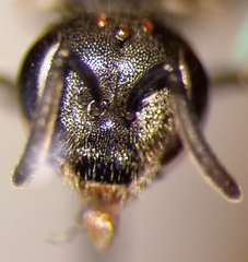 Lasioglossum interruptum