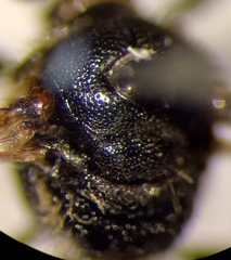 Lasioglossum interruptum