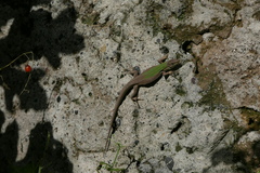 Podarcis siculus