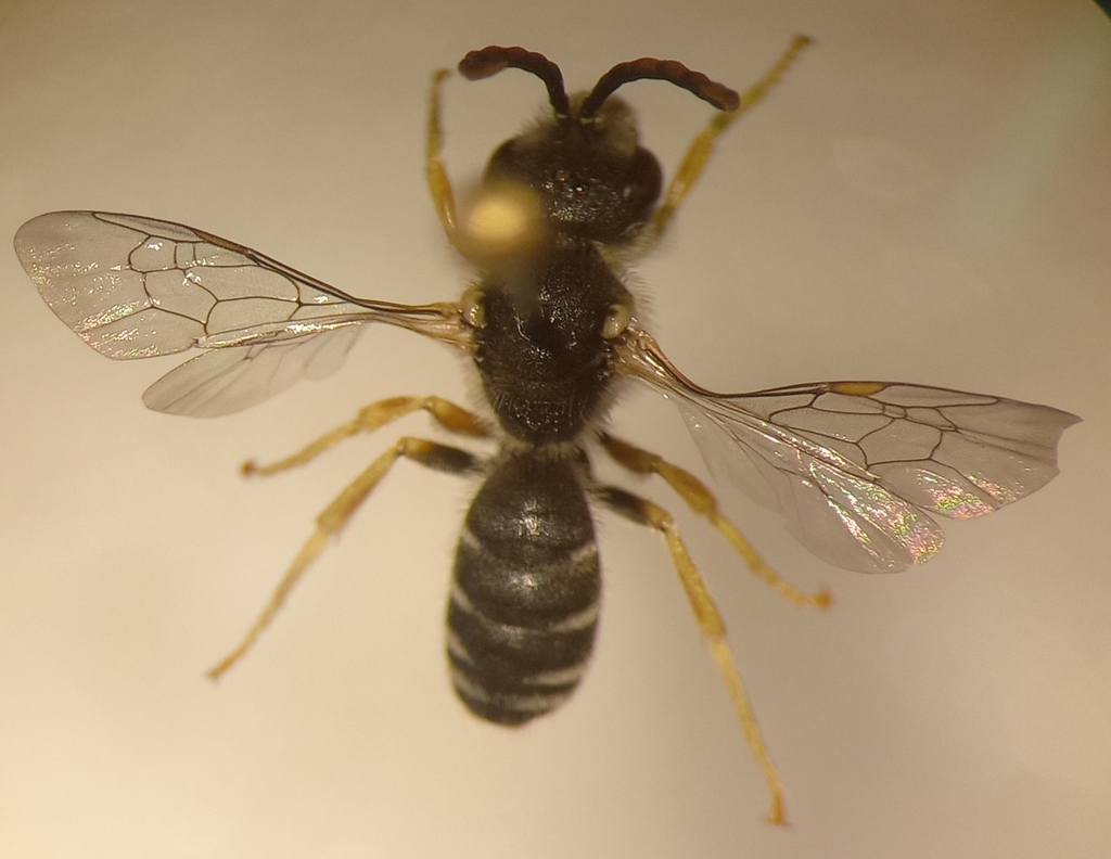 Simple Furrow Bee