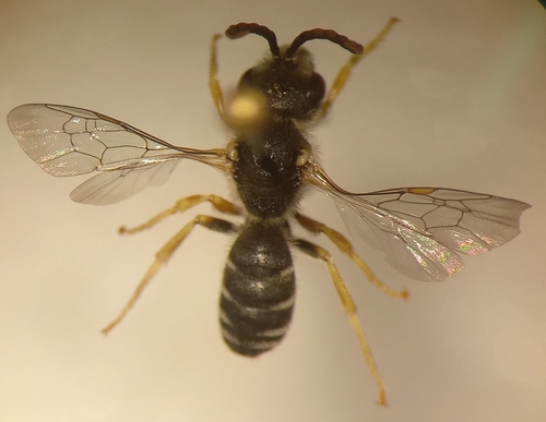 Simple Furrow Bee