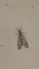 Dendroleon speciosus