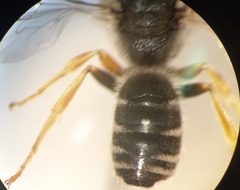 Halictus simplex