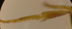 Halictus simplex