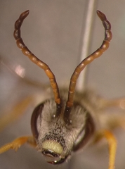 Halictus simplex