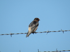 Hirundo rustica × Petrochelidon pyrrhonota