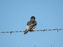 Hirundo rustica × Petrochelidon pyrrhonota
