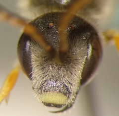 Halictus simplex