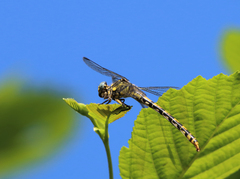 Onychogomphus uncatus