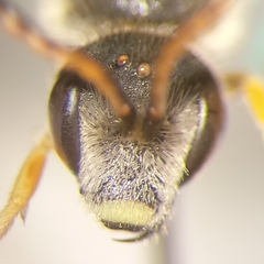Halictus simplex