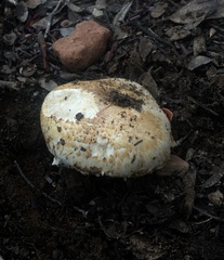 Tricholoma dulciolens