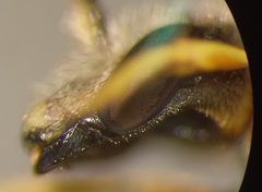Halictus simplex