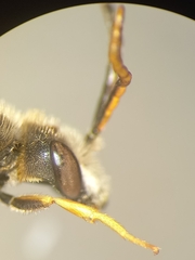Halictus simplex