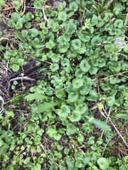 Glechoma hederacea
