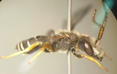Halictus simplex