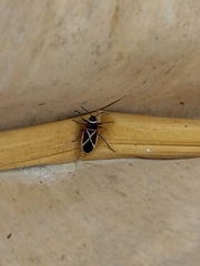 Ochrostomus pulchellus