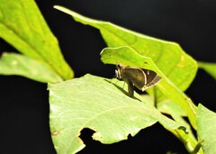 Cymaenes lepta