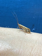 Limnephilus ornatus