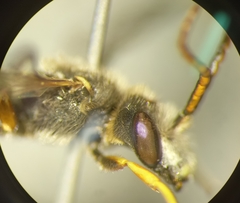 Halictus simplex