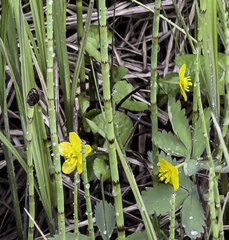 Caltha palustris radicans