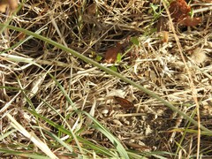 Pyronia cecilia
