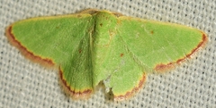 Eucrostes indigenata