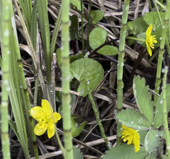 Caltha palustris radicans