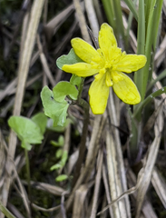 Caltha palustris radicans