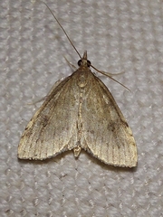 Udea decrepitalis