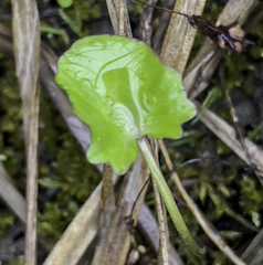 Caltha palustris radicans