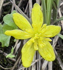 Caltha palustris radicans