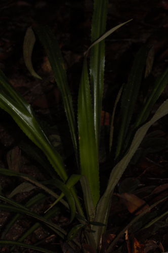Bromelia fosteriana (Bromelia fosteriana)