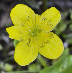 Caltha palustris radicans