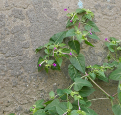 Mirabilis jalapa