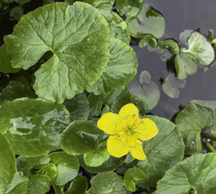 Caltha palustris radicans