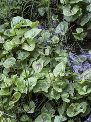 Caltha palustris radicans