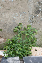 Mirabilis jalapa