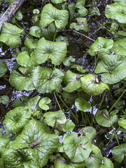 Caltha palustris radicans