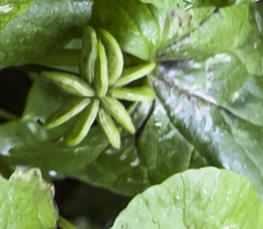 Caltha palustris radicans