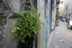 Adiantum capillus-veneris