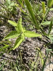 Physalis virginiana