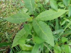 Euphorbia heterophylla