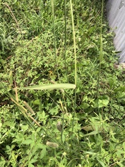 Phleum pratense