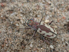 Cicindela limbata labradorensis