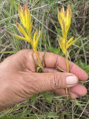 Castilleja angustata